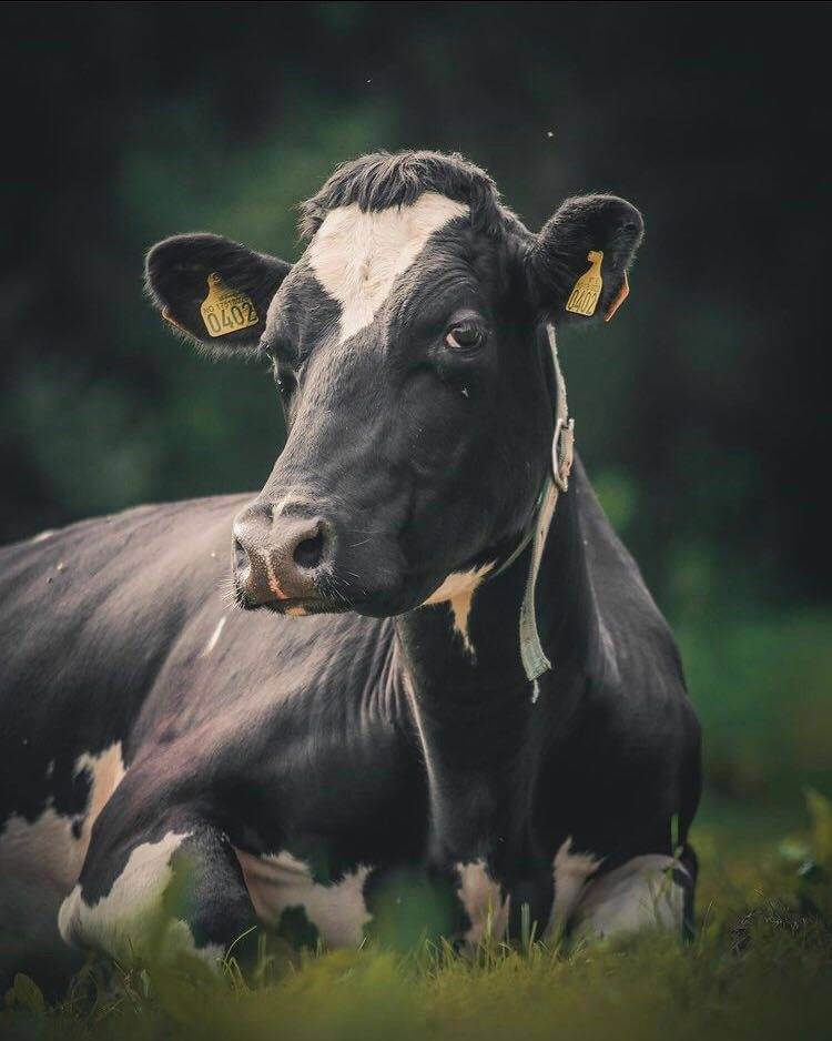 black cow